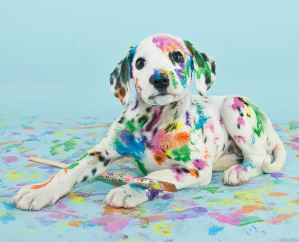 Cachorro pintado — Fotografia de Stock