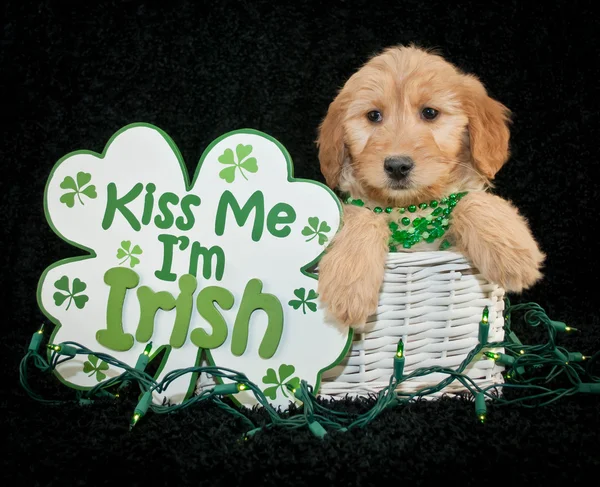 St Patrick's Day Puppy — Stock Photo, Image