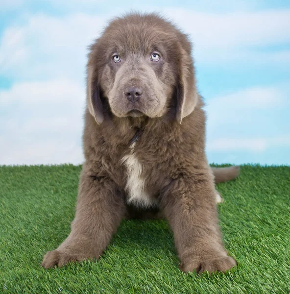 Filhote de cachorro da terra nova — Fotografia de Stock