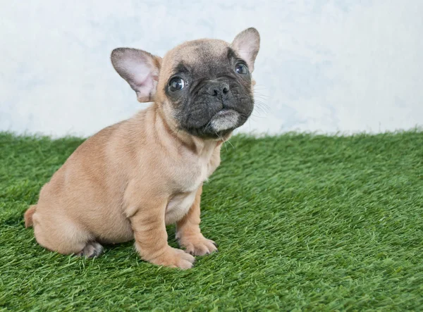 Cachorrinho de bulldog francês — Fotografia de Stock