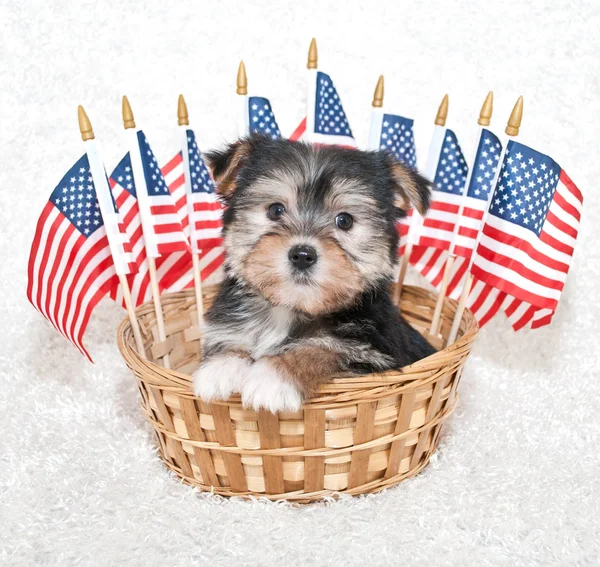 American Puppy — Stock Photo, Image