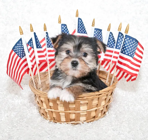 Amerikan köpek yavrusu
