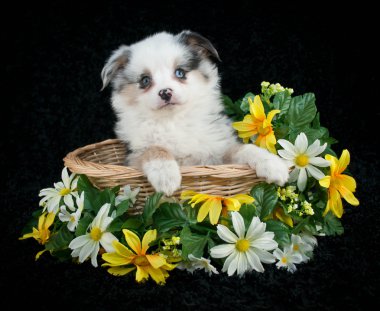 tatlı Avustralyalı çoban köpek