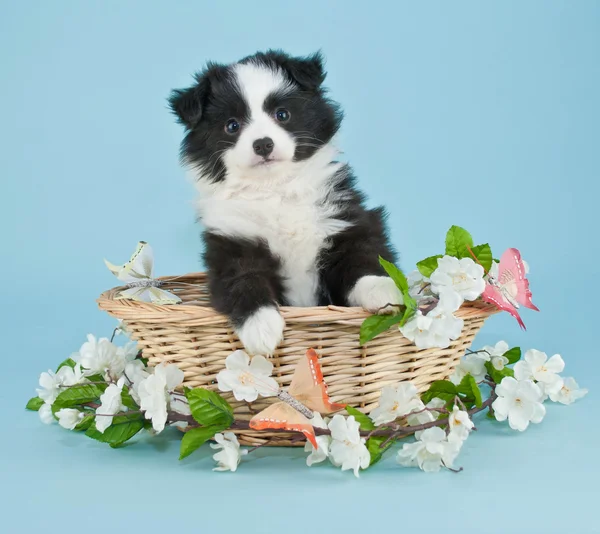 Lente puppy — Stockfoto