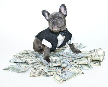 zengin frenchbulldog
