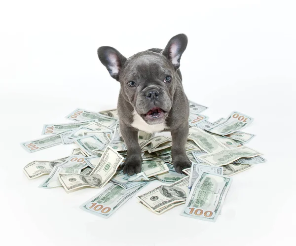 Surprised French Bulldog — Stock Photo, Image