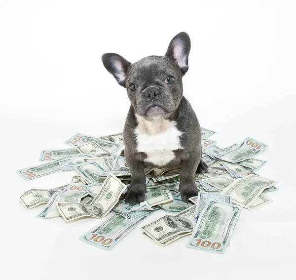 How Much is a Puppy Worth? — Stock Photo, Image