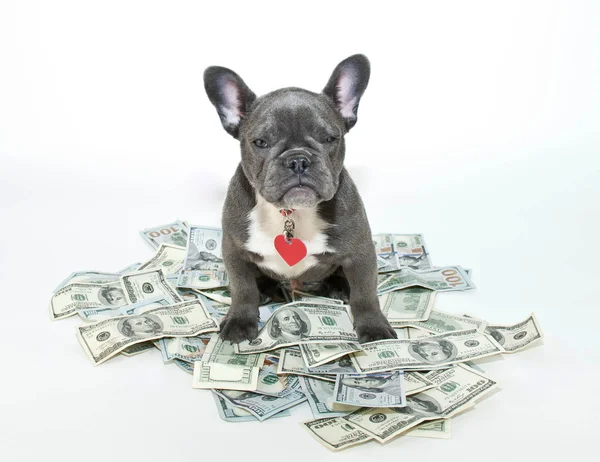 My Money! — Stock Photo, Image