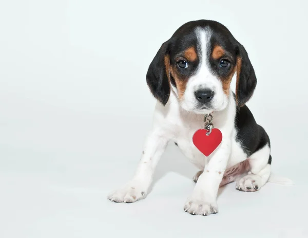 甜甜的小猎犬的小狗 — 图库照片