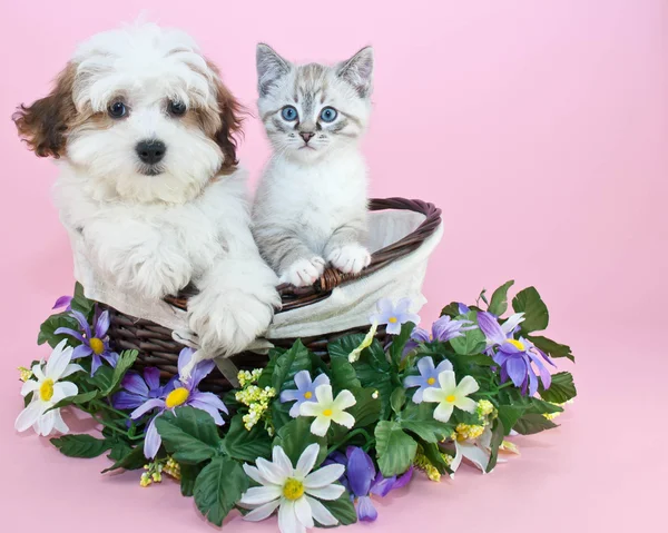 Puppy and Kitten — Stock Photo, Image