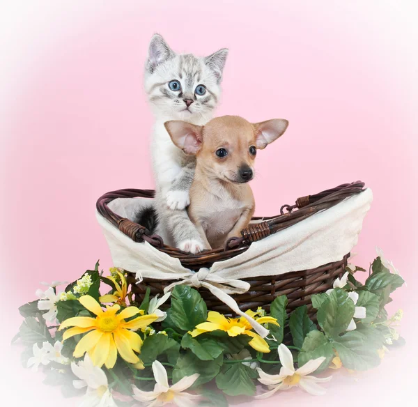 Puppy and Kitten Friends — Stock Photo, Image