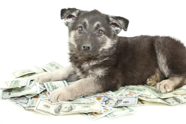 Buying a Puppy? — Stock Photo, Image