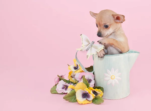 Chihuahua Puppy — Stock Photo, Image