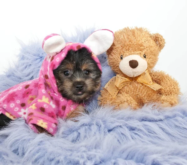 Bed Time Puppy — Stock Photo, Image