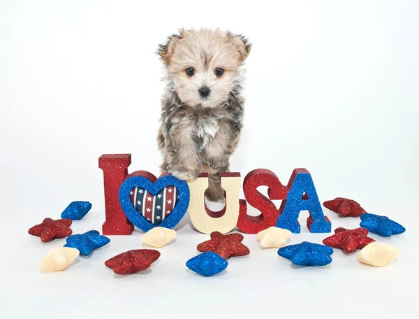 미국 강아지 사랑 — 스톡 사진