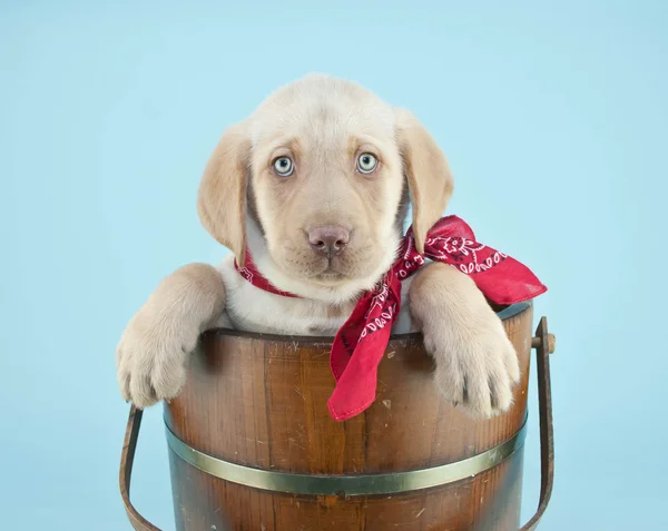 Cute Lab Puppy — Stock Photo, Image