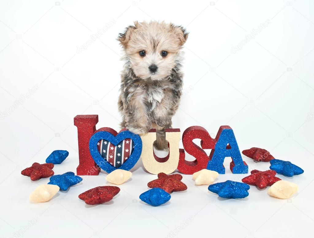 I Love U.S.A. Puppy