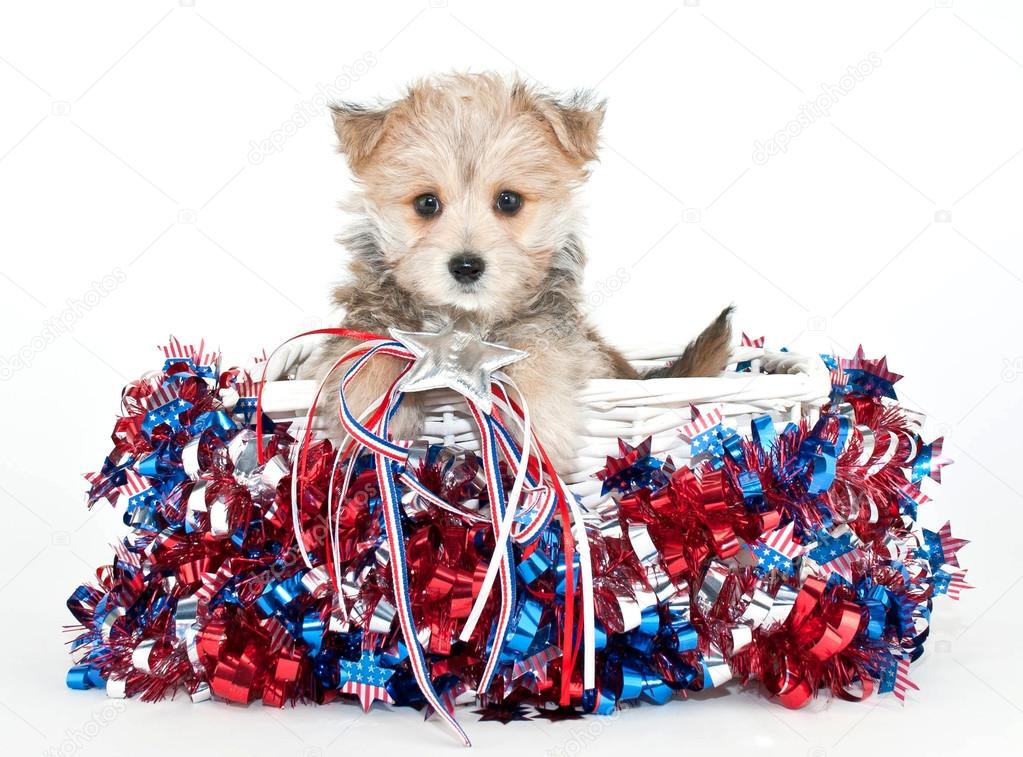 Red, White and Blue Puppy