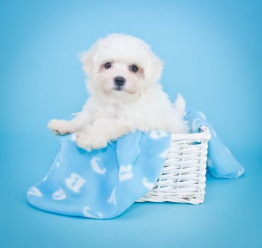 a b c köpek yavrusu