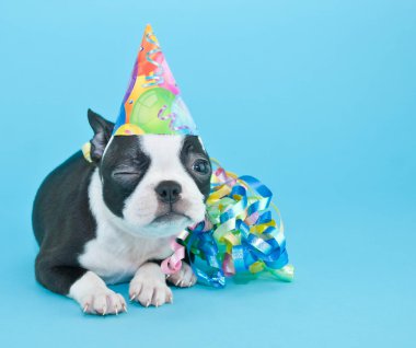 Doğum puppy göz kırpıyor. 