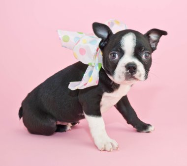 Boston terrier yavrusu
