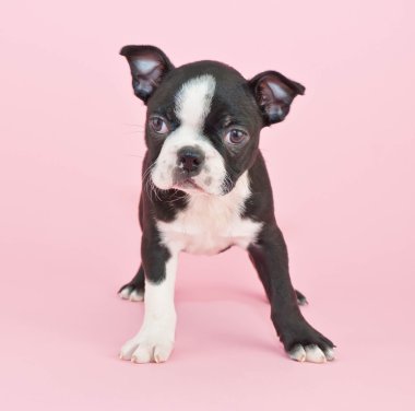 Boston terrier yavrusu