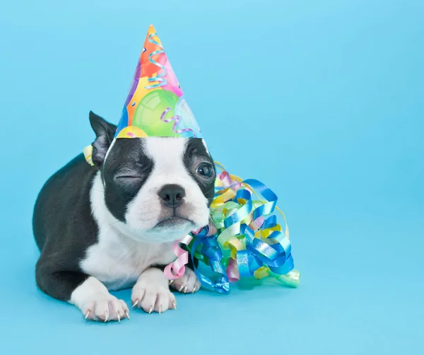 Winking Birthday Puppy. — Stock Photo, Image
