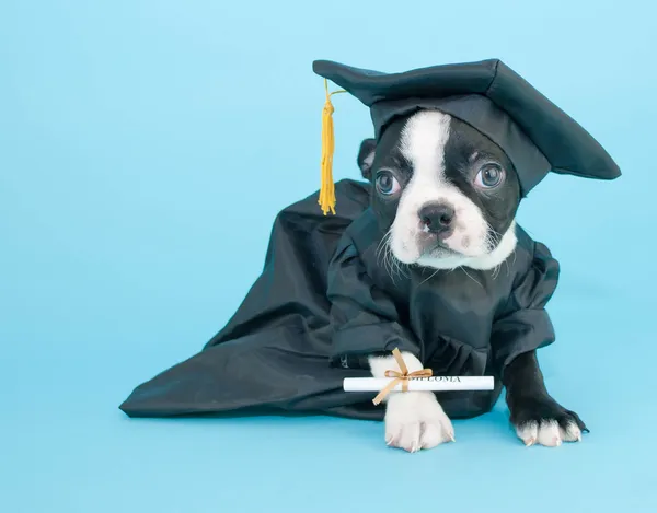 Graduation Puppy — Stock Photo, Image