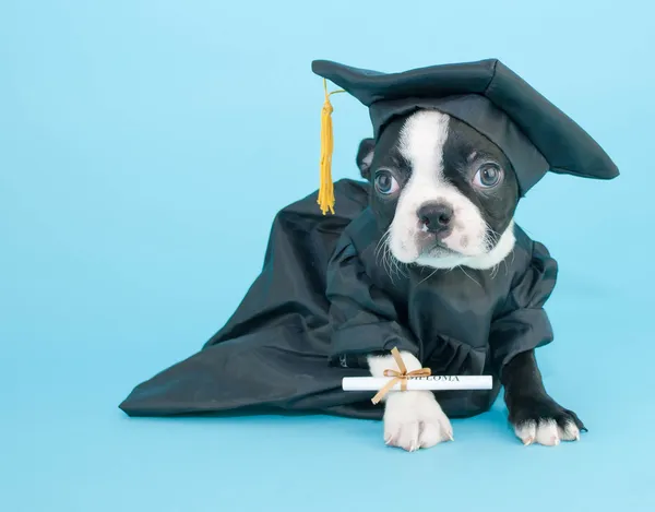 Cachorrinho de formatura — Fotografia de Stock