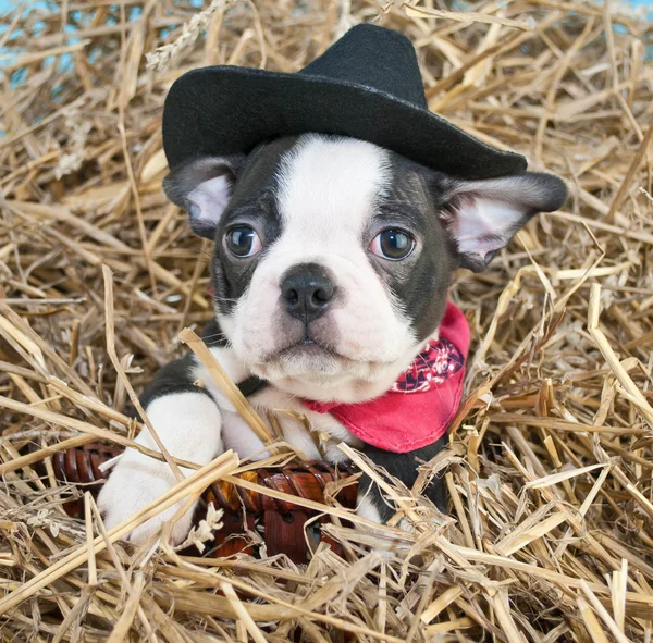 Puppy voor Cowboy — Stockfoto