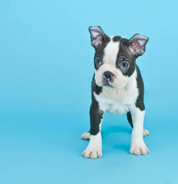Boston terrier yavrusu — Stok fotoğraf
