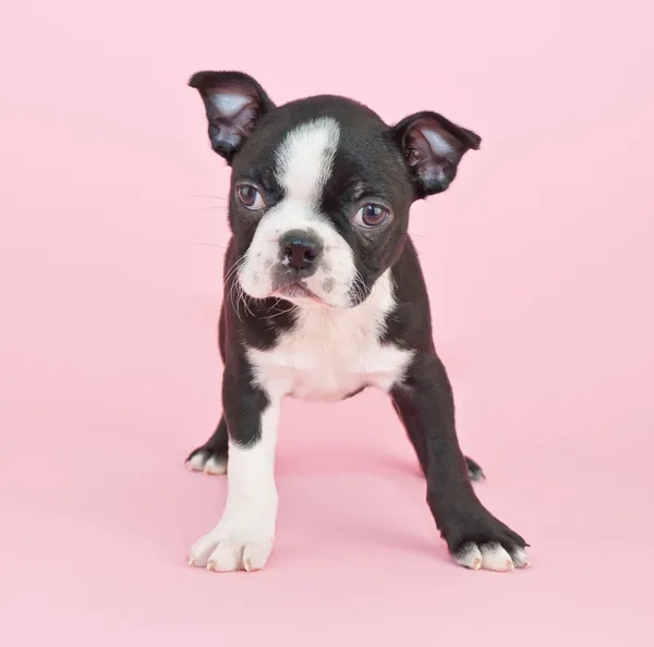 Boston Terrier Puppy — Stock Photo, Image