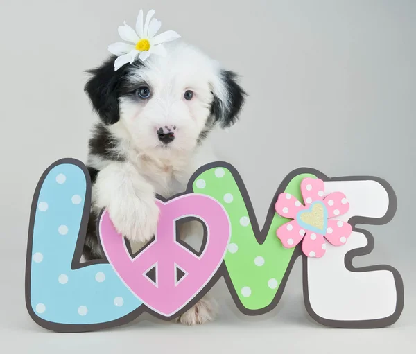 Puppy love — Stockfoto