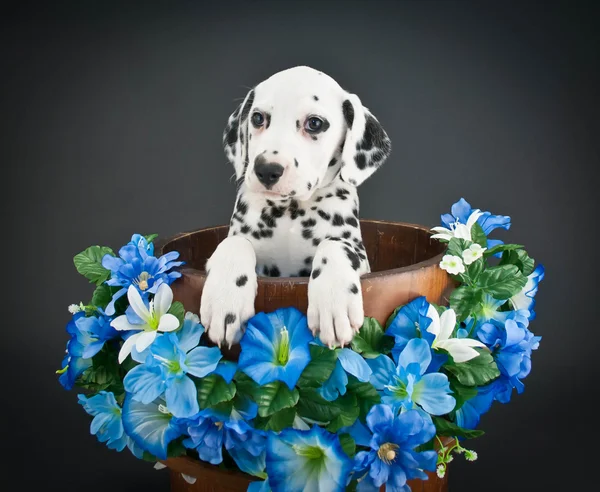 Cãozinho dálmata — Fotografia de Stock