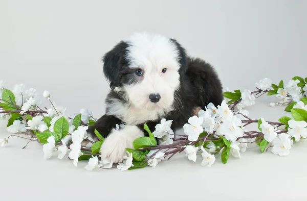 Sheepdog Puppy — Stock Photo, Image