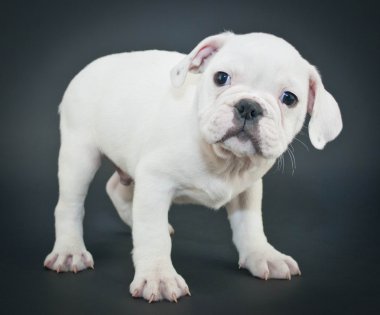 İngilizce bulldog yavrusu