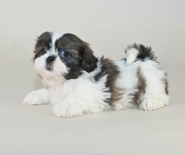 Shih tzu puppy