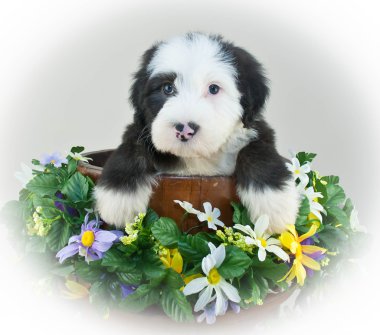 köpek yavrusu