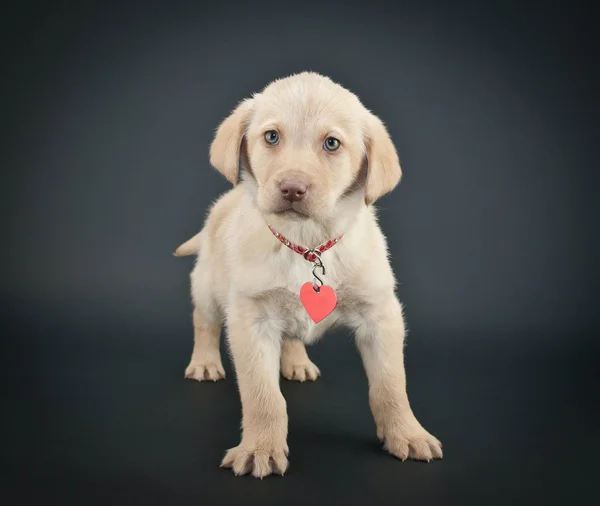 Cachorro de laboratório — Fotografia de Stock