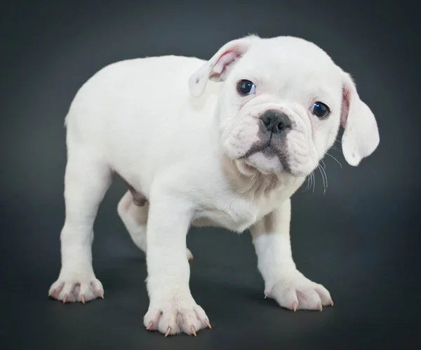 Engelsk tyrannisera hundvalp — Stockfoto