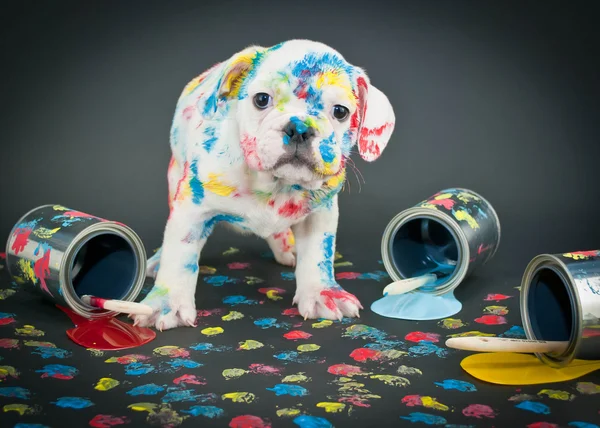 Geschilderde pooch — Stockfoto