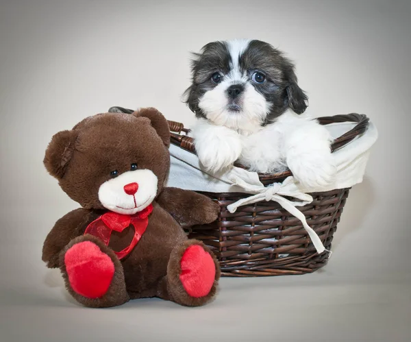 Cachorro shih-tzu — Fotografia de Stock