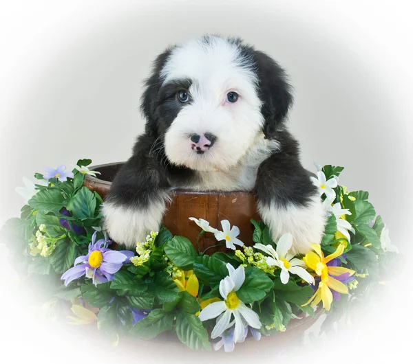 Herdershond pup — Stockfoto