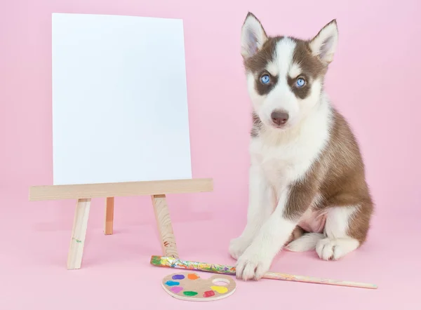 Husky Artist — Stock Photo, Image