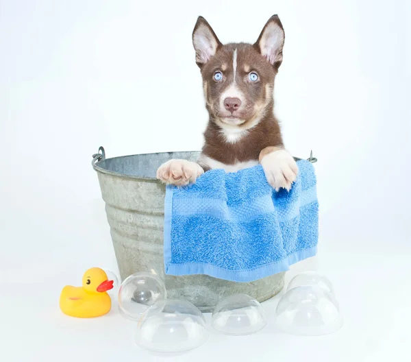 Hora del baño — Foto de Stock