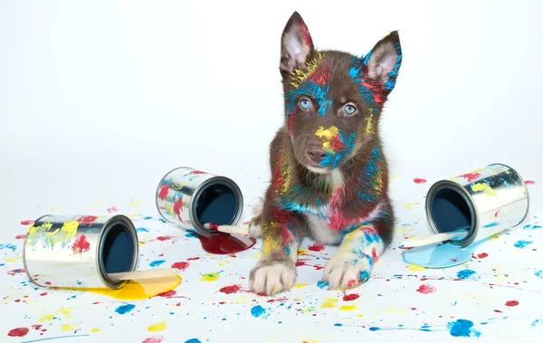 Painted Puppy — Fotografie, imagine de stoc