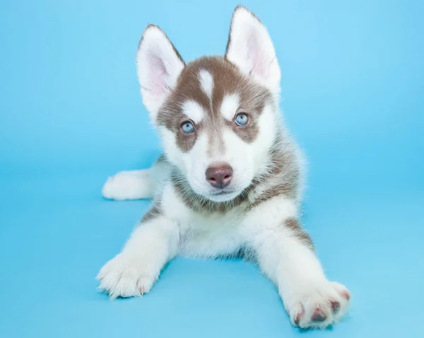 Husky valp — Stockfoto