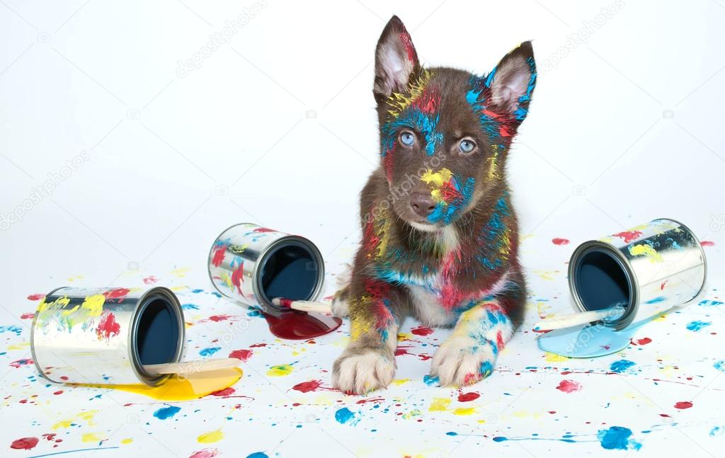 Painted Puppy