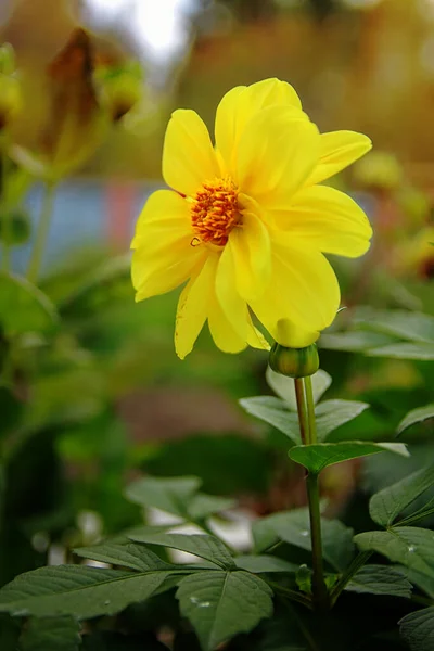 Gele Dahlia Bloeit Prachtig Zomer — Stockfoto