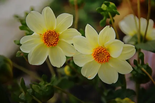 Dahlia Amarilla Florece Maravillosamente Verano — Foto de Stock